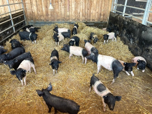 Biopark e. V.: Sattelschweine zu verkaufen (Thüringen)