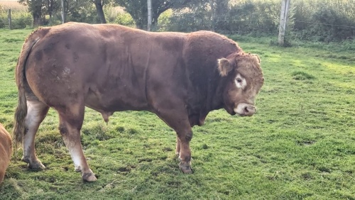 Biopark e. V.: Limousin-Herdbuchzuchtbulle zu verkaufen